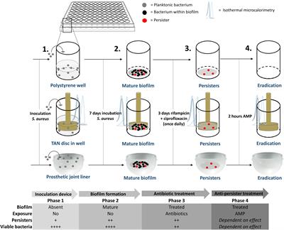 SAAP-148 Eradicates MRSA Persisters Within Mature Biofilm Models Simulating Prosthetic Joint Infection